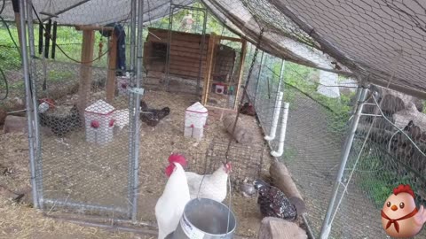 Chicken Live Stream