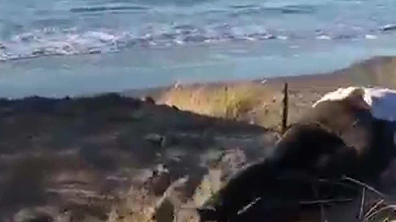Real life Vs AI. Part 21