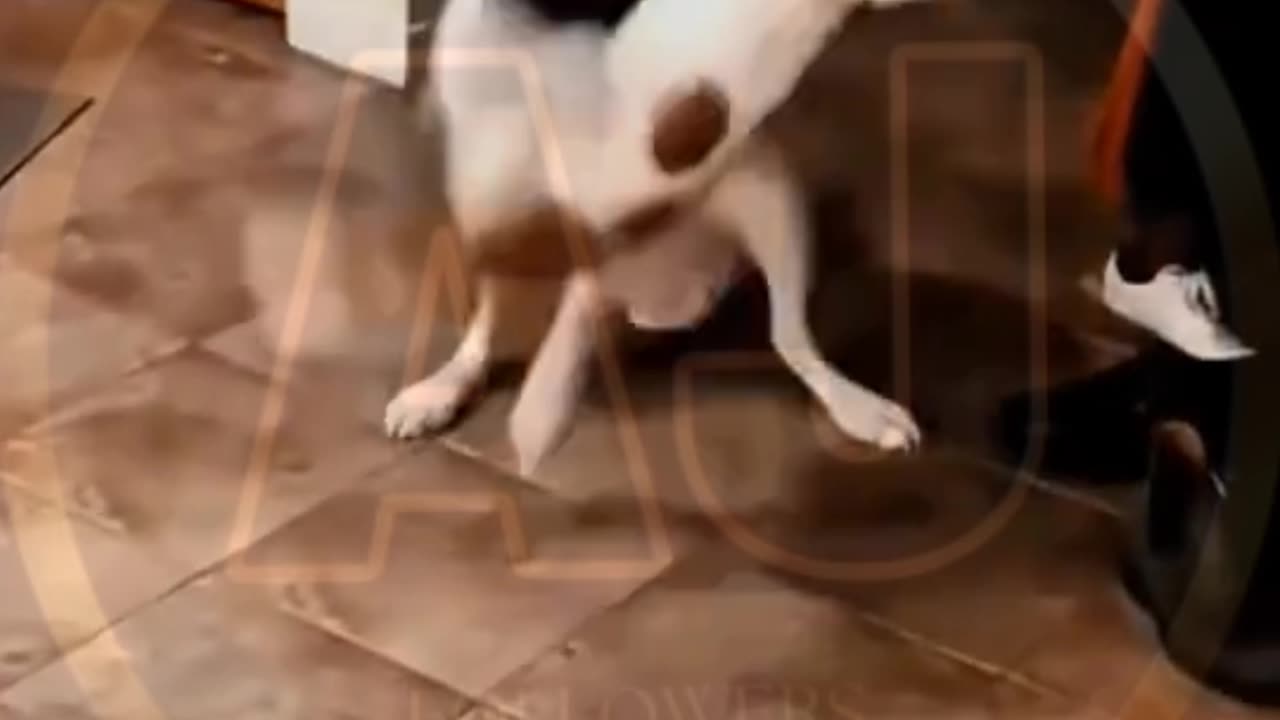 Funny animals video