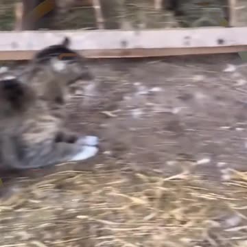 Funny animals video