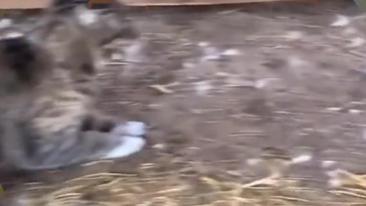 Funny animals video