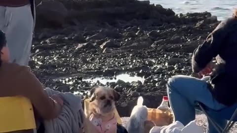 😂🐶 The Funniest Dog Ignorance Ever! | FunFM