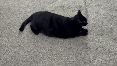 Cute Precious Piper Does Tricks with Her Tail - Adopting a Cat from a Shelter Vlog