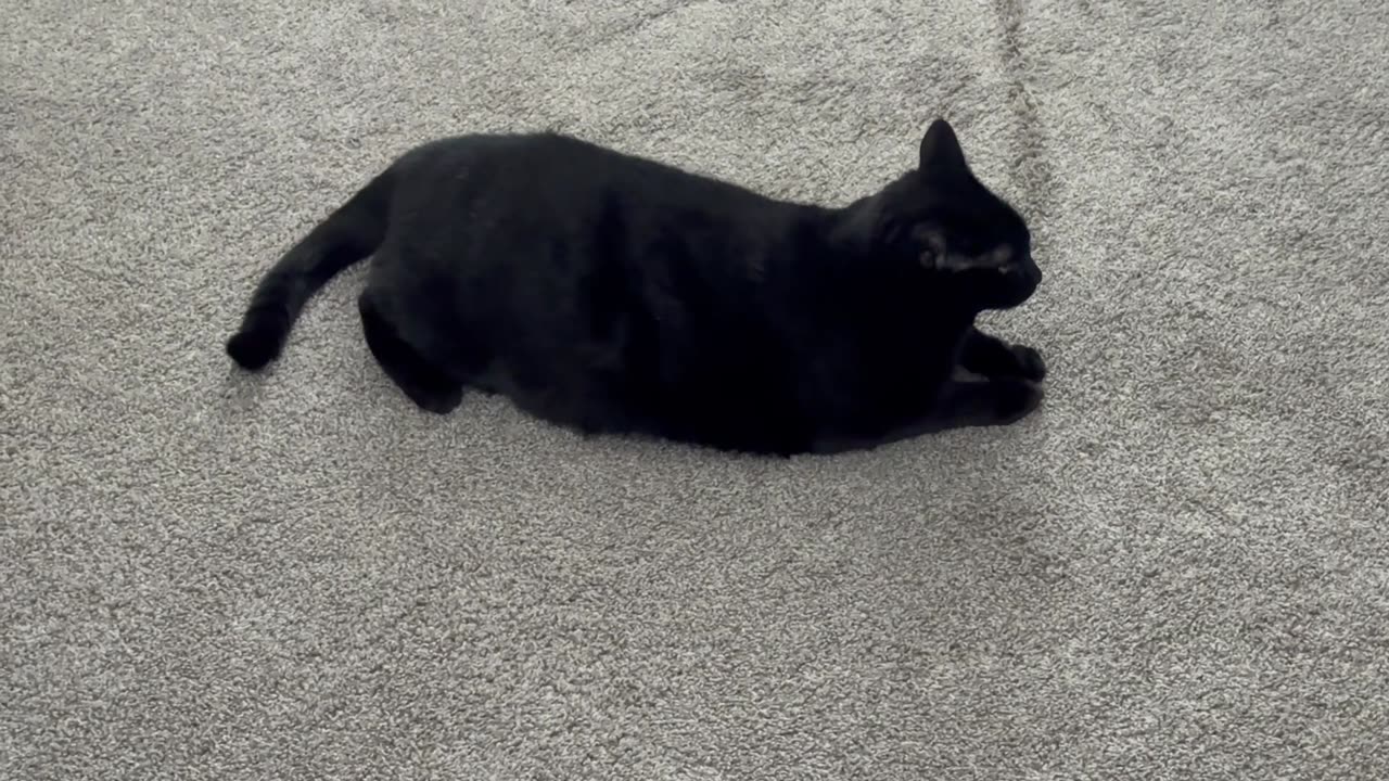 Cute Precious Piper Does Tricks with Her Tail - Adopting a Cat from a Shelter Vlog
