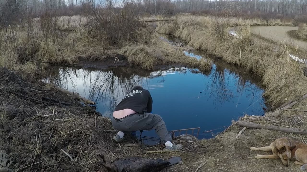 April 22, 2025 - Catching beaver
