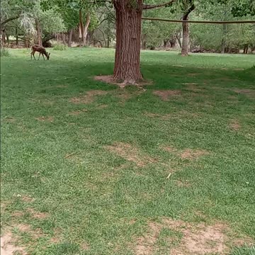 ripple, rock, nature, traveling, around, fish, lake, utah