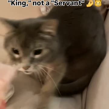 🐱 Accepting food like a "King," not a "Servant" 🤌😼