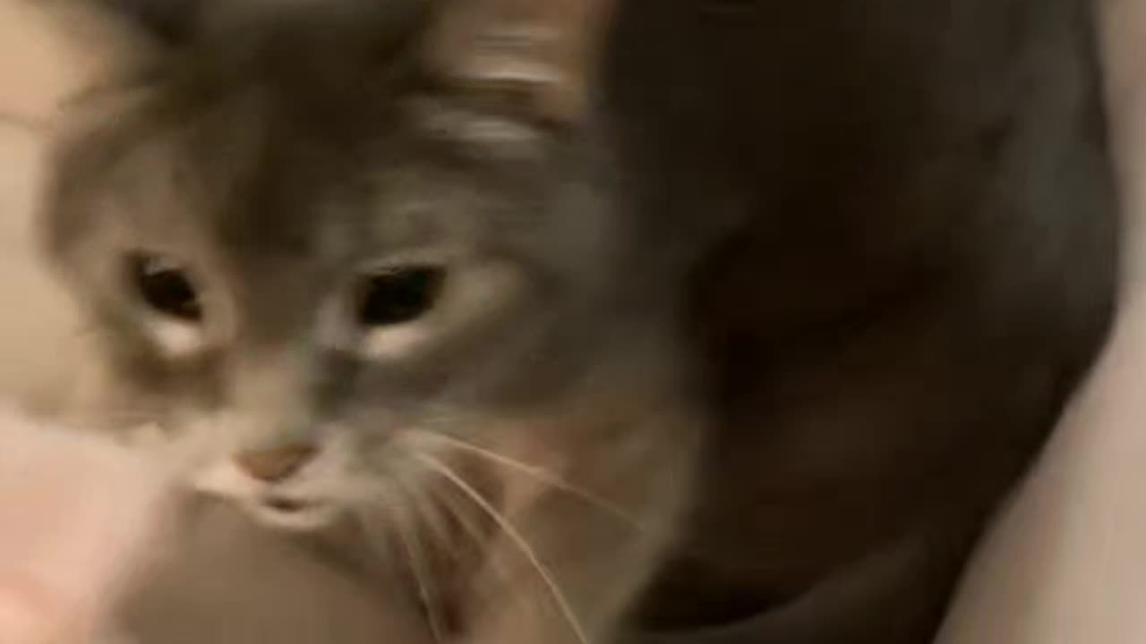 🐱 Accepting food like a "King," not a "Servant" 🤌😼