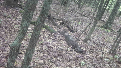 Coyote running