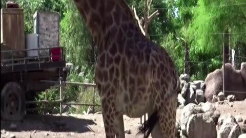 giraffe