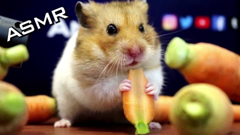 ASMR Hamster Eating Carrot 🐹1 | Animal ASMR