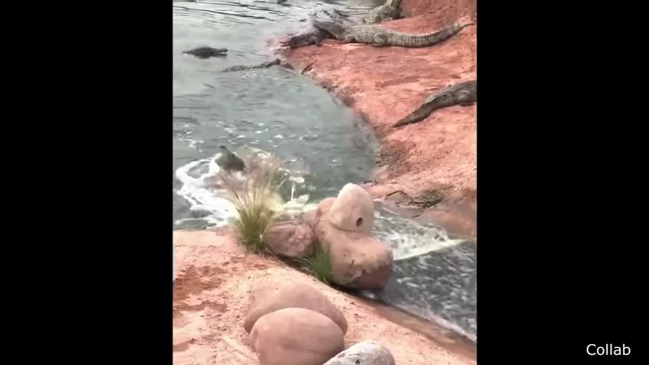 funniest animal videos ever part 1