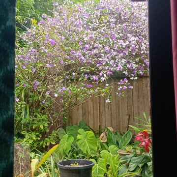 16.10.2025 Party in the Park, Kuranda