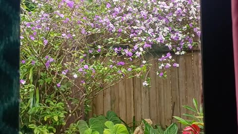 16.10.2025 Party in the Park, Kuranda