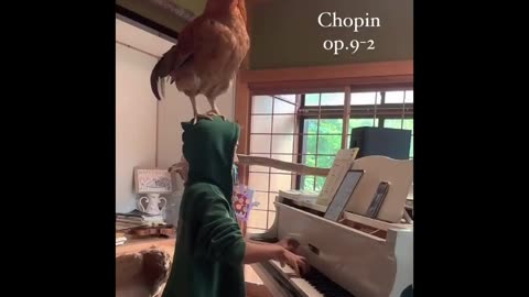 LOL Animals: Non-Stop Funny Compilation 2025!