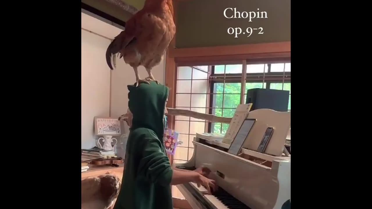LOL Animals: Non-Stop Funny Compilation 2025!