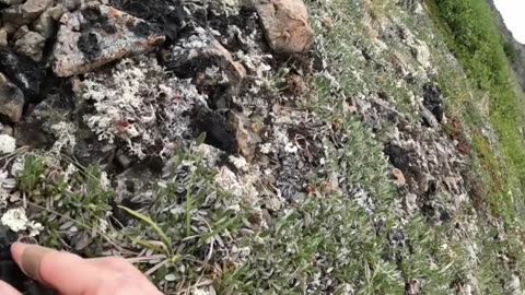 Foraging Secrets_ Finding Berries & Caribou Lichen!