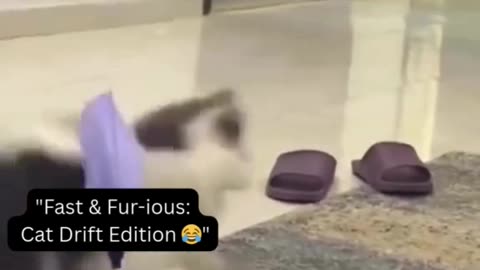 "Fast & Fur-ious Cat Drift 🏎️ | Hilarious Cat Zoomies 😂 | Funny Pet Racing #Shorts"