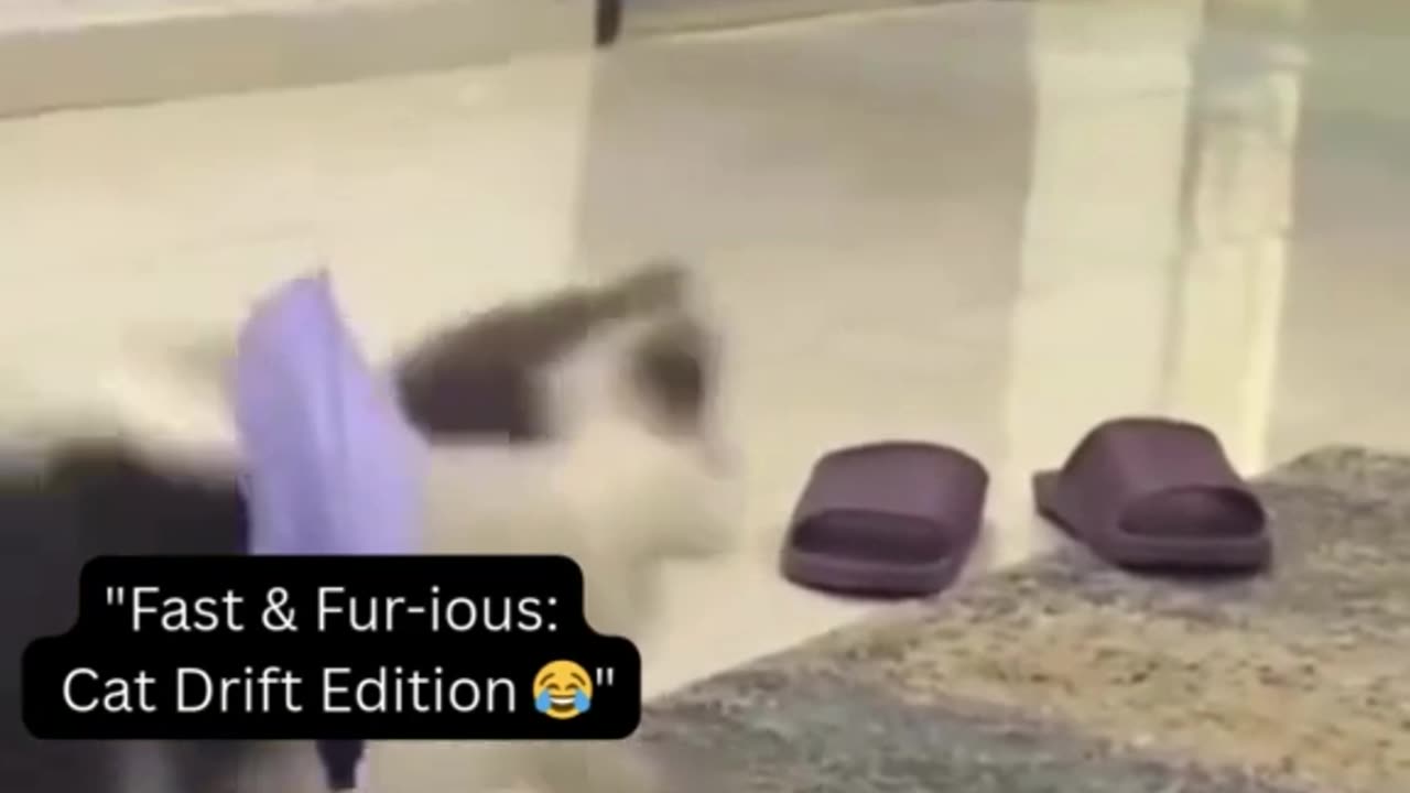 "Fast & Fur-ious Cat Drift 🏎️ | Hilarious Cat Zoomies 😂 | Funny Pet Racing #Shorts"