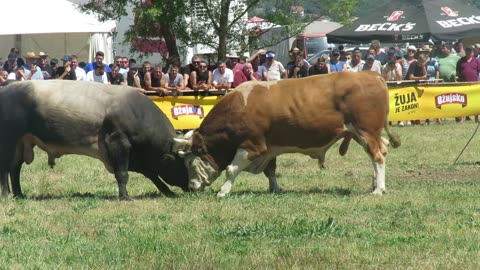 Rule od Koalicije Rastovača vs Mrkan od Braće Rašić Batin 2025
