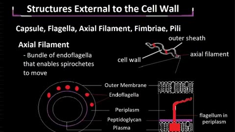 Structures External to the Bacterial Cell Wall, Explained