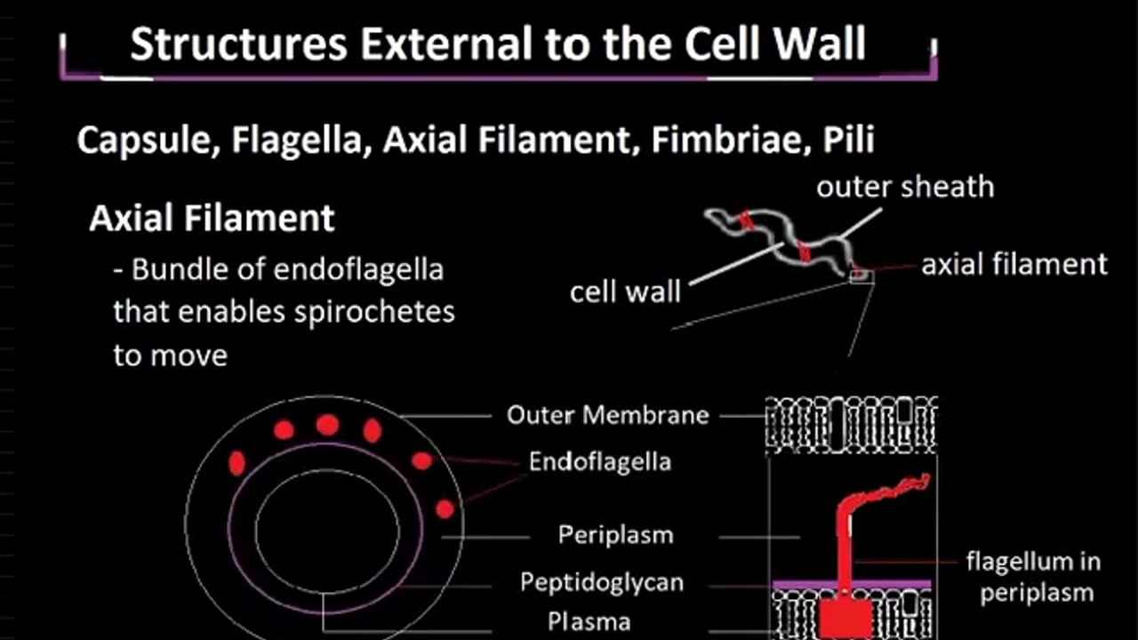Structures External to the Bacterial Cell Wall, Explained