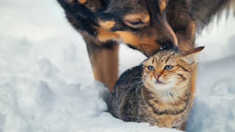 Can dogs and cats be real friends? Did you know that?#cat #dogs