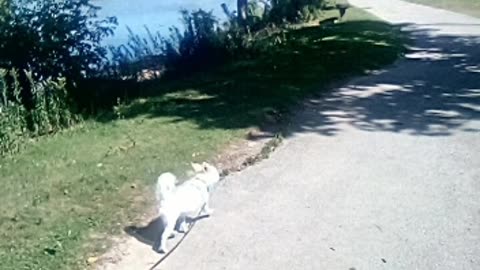 dog