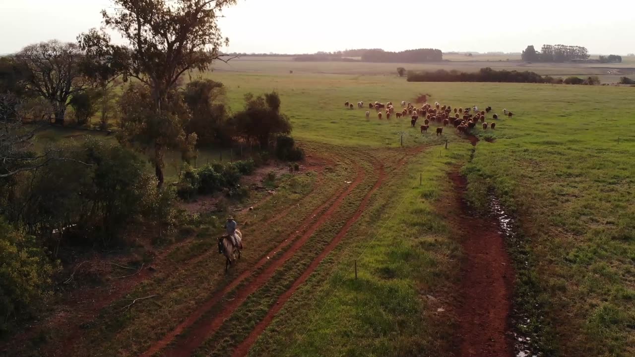 Brazillian Criollo Horse in Brazil