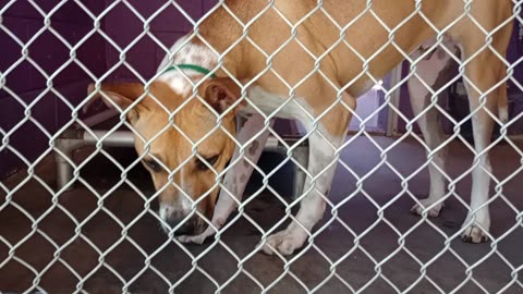 Yogi Bear Pet Id 940279 kennel 20 HSSAZ shelter guy's lovely, patient as I go get kibble20250718316