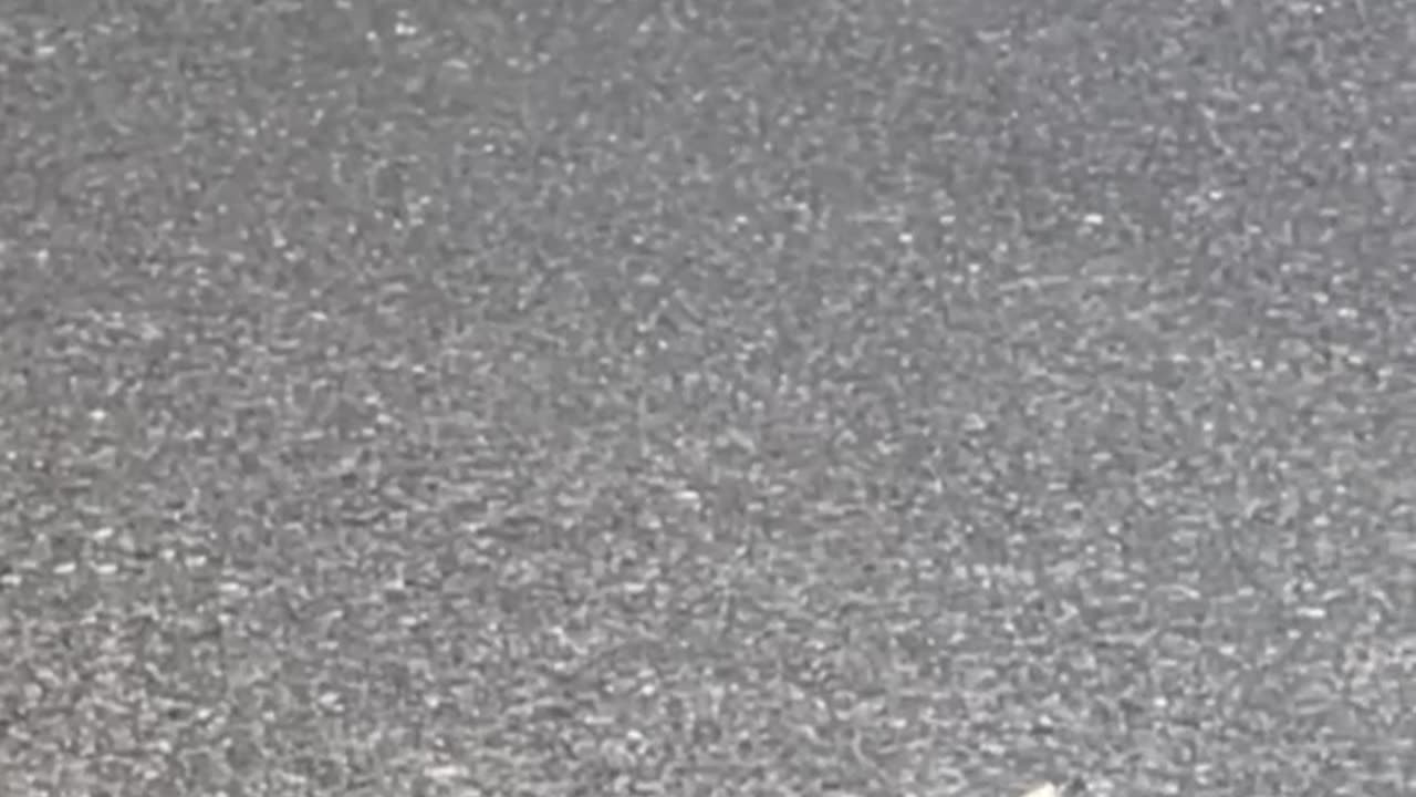 Squirrels & Cats – Unexpected Duo! 🐱🐿️😂