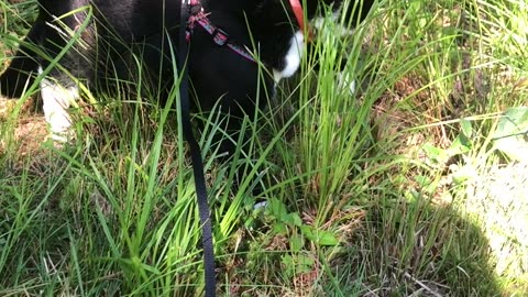Tuxie in the grass