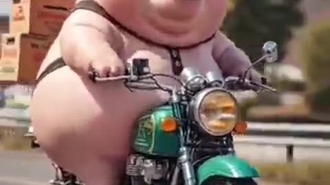 Animal video