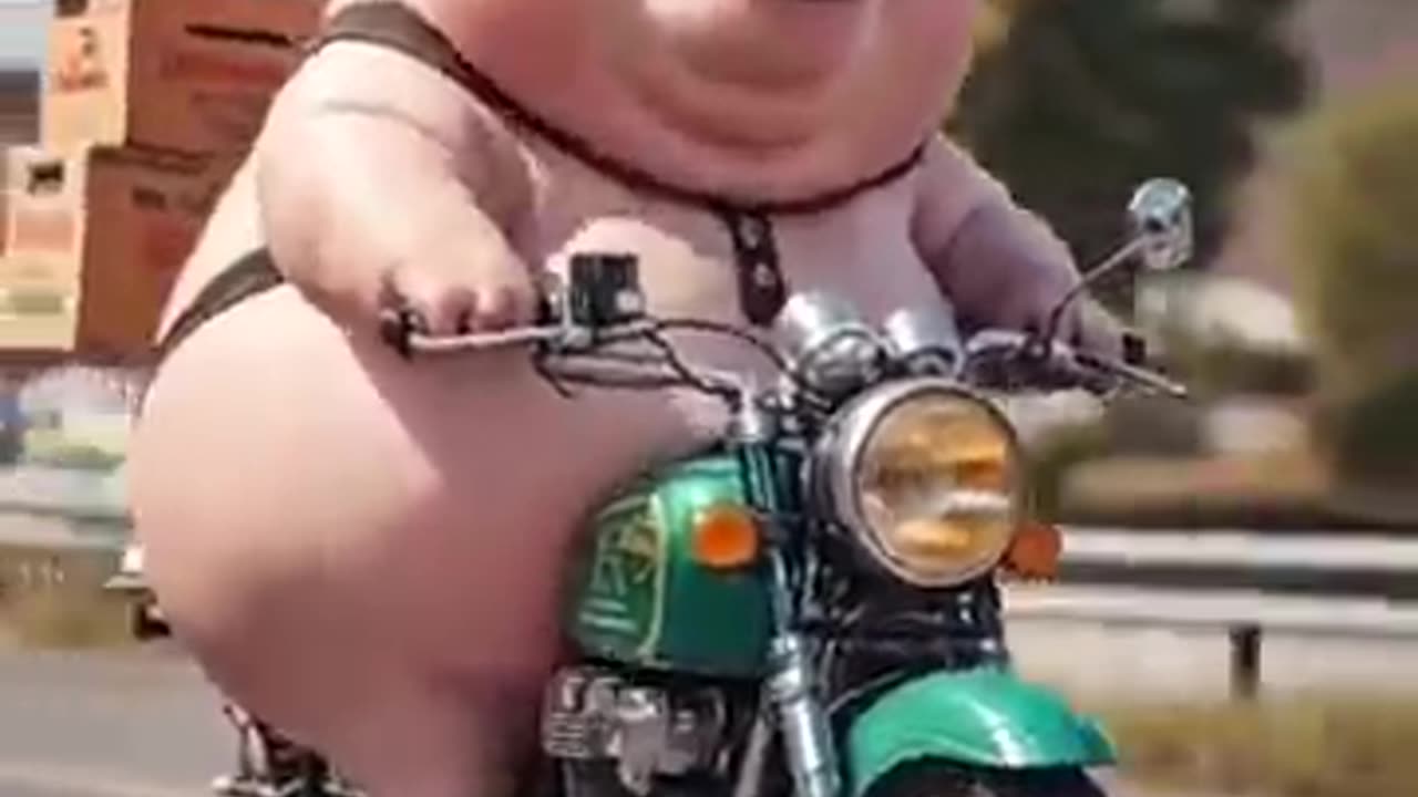 Animal video