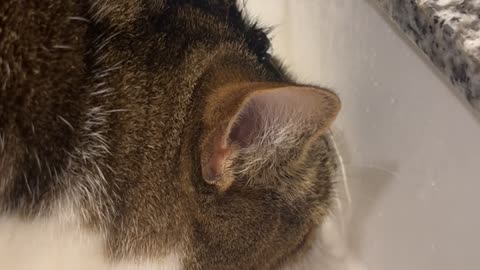 Another Kitty With a Drinking Problem
