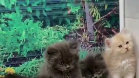 Kittens cute