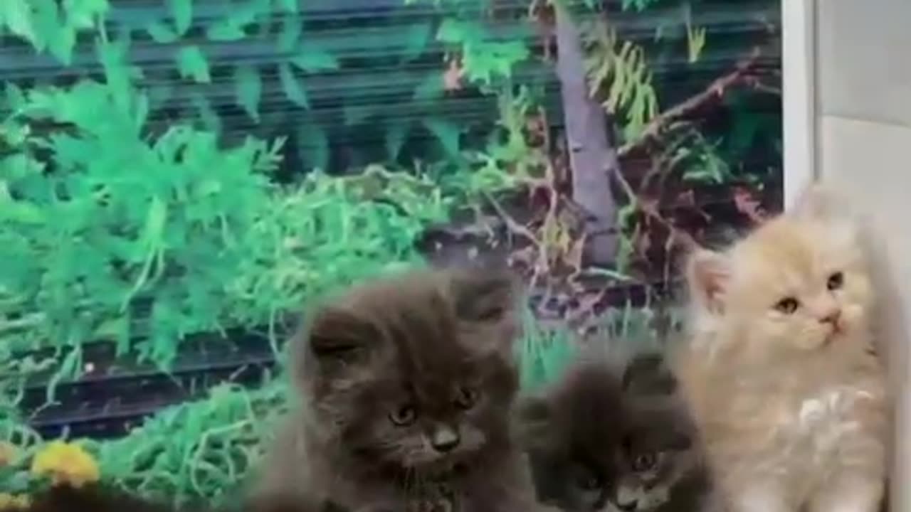 Kittens cute