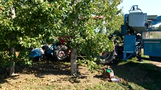 Hot summer gifts British apple growers 'monster harvest'