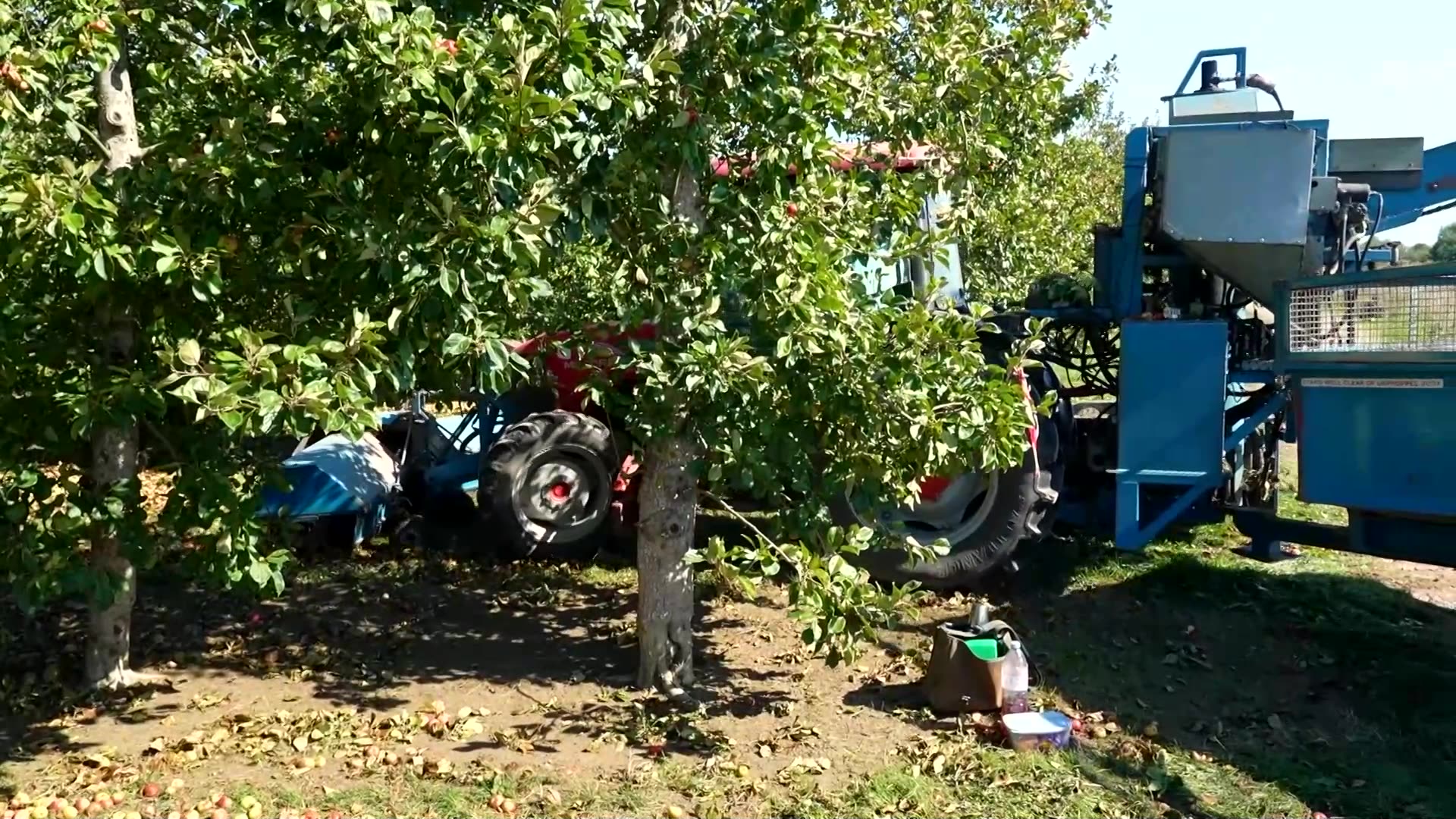Hot summer gifts British apple growers monster harvest