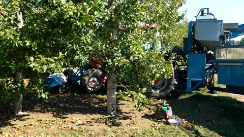 Hot summer gifts British apple growers 'monster harvest'