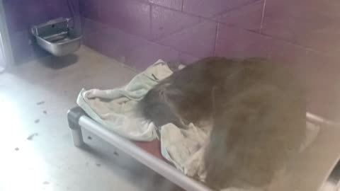 Bunny 8y Pet Id 948702 kennel 14 HSSAZ shelter @our intro she's quickly overwhelmed by me20250808447