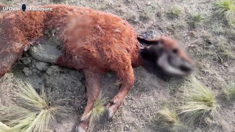 Chupacabras ou extraterrestres ? Des animaux mutilés retrouvés à Villa de la Quebrada