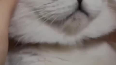 Cut cats funny moments