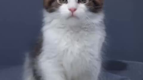 Cat growth journey
