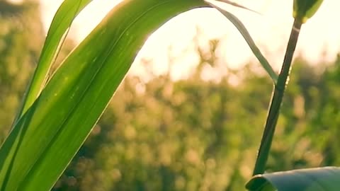 Daily Horoscope | Leo 🌟