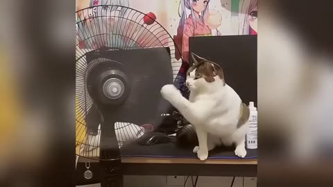 cats and cats