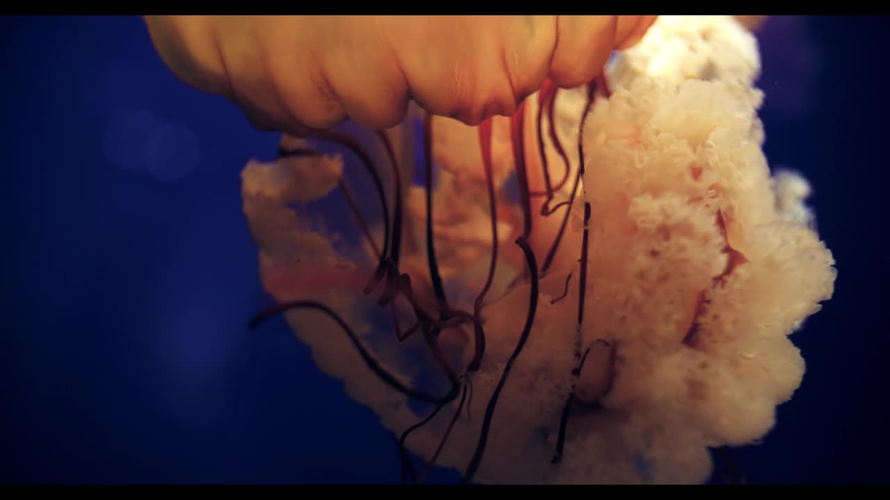 Nature's Secret to Immortality 💀➡️👶