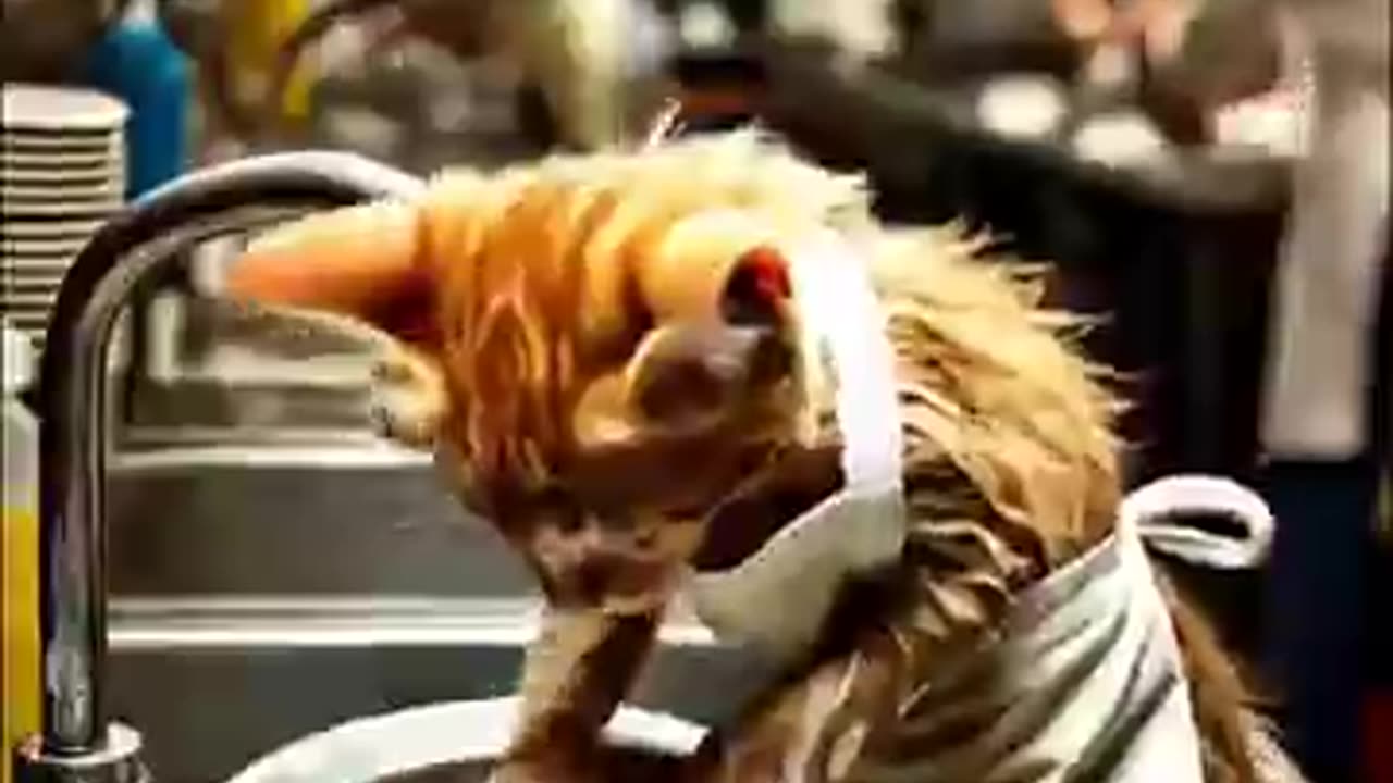 Poor kitten was ridiculed by his friends for not having money to buy ice cream. #JDVB