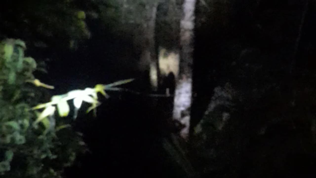 Funny Video donal tram and Mrbeast fighting