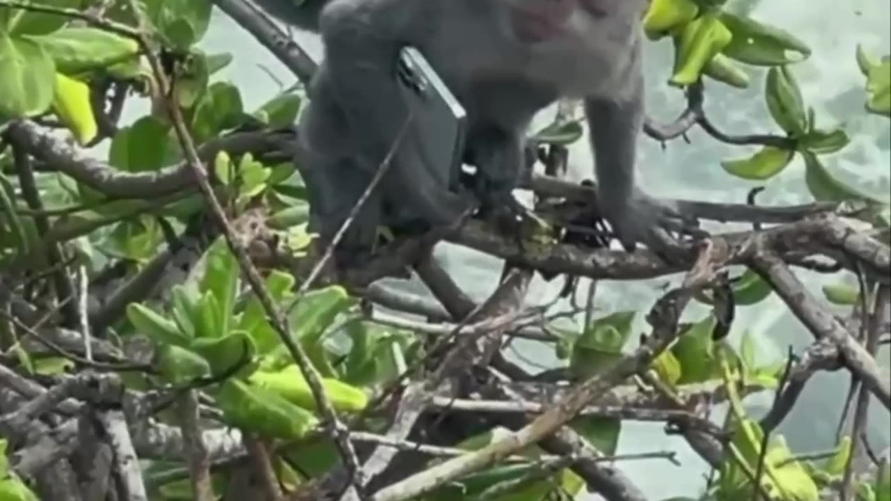 Monkey with iPhone 16 max pro 😂